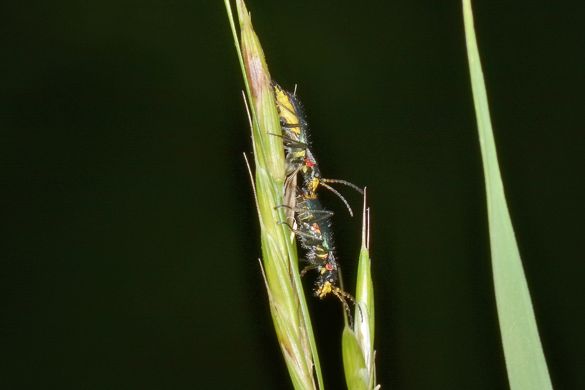 Tenere effusioni tra Malachiidae: Clanoptilus emarginatus